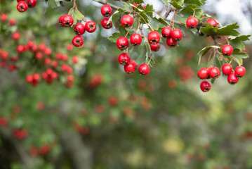 Obraz premium Bright red fruits on a branch against a green background