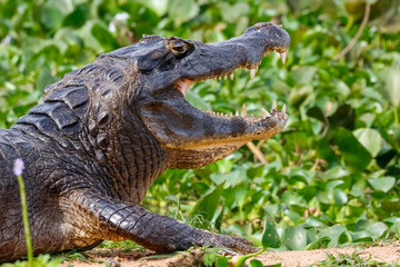 Side view of upper body of a big Black Caiman with open mouth against green background, Pantanal Wetlands, Mato Grosso, Brazil