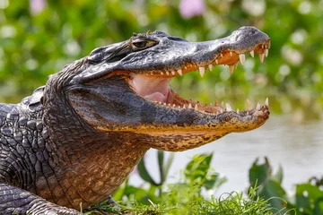 Fototapeten Nahaufnahme eines schwarzen Kaiman-Profils mit offenem Mund vor unscharfem Hintergrund am Wasserrand, Pantanal-Feuchtgebiete, Mato Grosso, Brasilien © Uwe Bergwitz