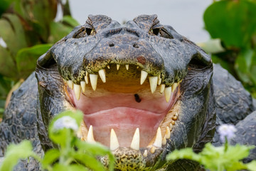 Fototapeta premium Close-Up front view of a big Black Caiman with open mouth and huge fangs framed with green leaves, Pantanal Wetlands, Mato Grosso, Brazil
