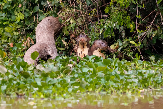 Two curious Giant Otter looking to camera at a river edge with dense vegetation, Pantanal Wetlands, Mato Grosso, Brazil