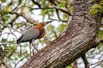 Side view of a Rufuscent Tiger Heron standing on a textured tree trunk, looking up, Pantanal Wetlands, Mato Grosso, Brazil