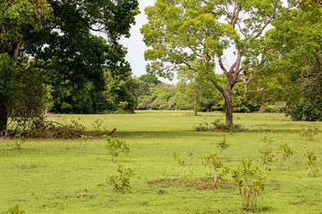 Typical meadow and forest landscape in the Pantanal Wetlands, rainy season, Mato Grosso, Brazil