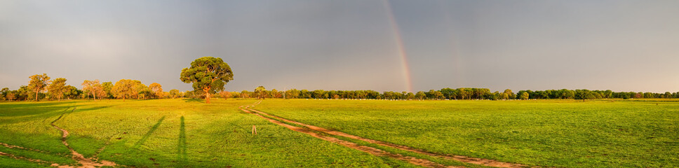 Panorama of idyllic landscape in the Pantanal Wetlands in warm light, a rural road is leading to a tree at the horizon with a rainbow, Mato Grosso, Brazil