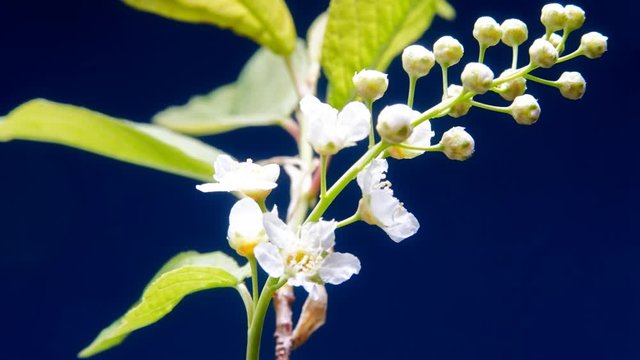 Bird-cherry flower blooming time lapse. Blue background 