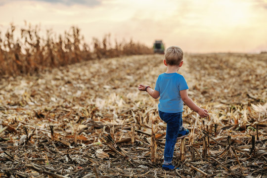 Rear view of cute little farmer boy standing on corn field, playing and looking harvester. In background is harvester harvesting. Back lit.