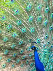 Naklejka premium male peacock or peafowl tail plumage