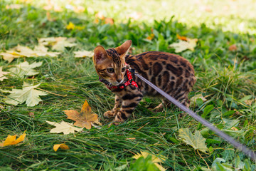 Cute little bengal kitty walking on the fallen yellow maple leaves