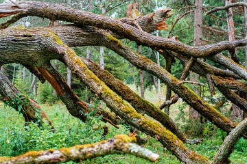 Branches of a fallen dry tree