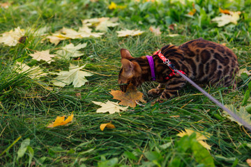 Cute little bengal kitty walking on the fallen yellow maple leaves
