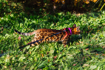 Cute little bengal kitty walking on the fallen yellow maple leaves