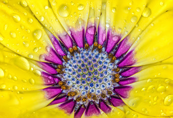 Obraz premium Flower Macro Shot