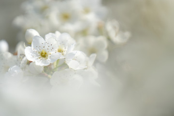Fototapeta na wymiar Apple white flowers at apple orchard