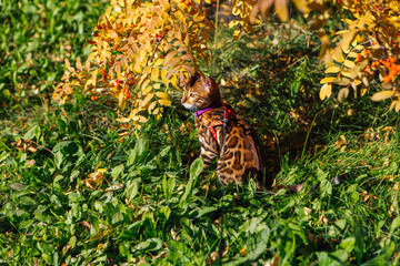 Cute little bengal kitty cat walking outdoors close to the rowan tree