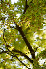 Maple green leaf with branch