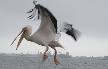Flying pelican
