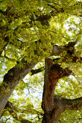 Fototapeta premium Maple green leaf with branch