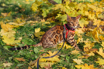 Cute little bengal kitty walking on the fallen yellow maple leaves