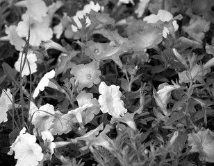 Flower garden at night. Black and White. Dark tone.