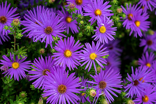 Aster Wood's Purple  flower backgroung