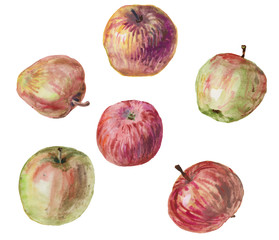Drawing apples on a white background, watercolor painting