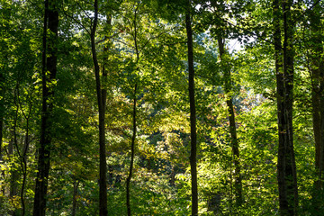 Close side view of several tree trunks