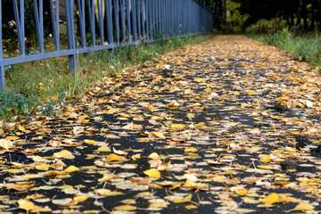 autumn juicy yellow leaves lie on damp pavement