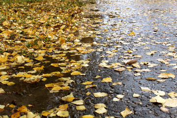autumn juicy yellow leaves lie on damp pavement