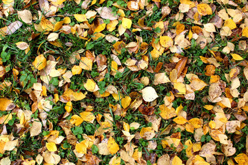 texture autumn juicy yellow leaves lie on the grass
