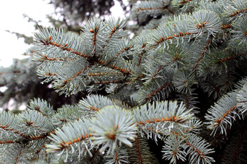 drops of water after rain hang on a branch of spruce