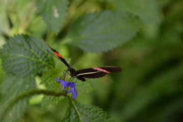 dragonfly on flower