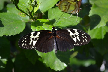 butterfly on a green leaf