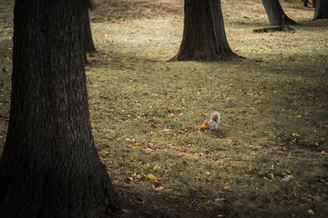 squirrel running with food, Autumn and autumn leaves
