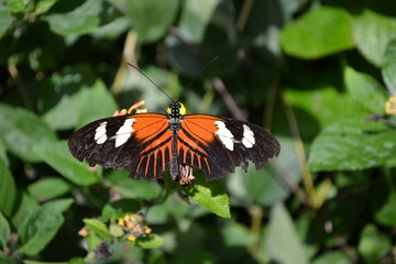 butterfly on flower