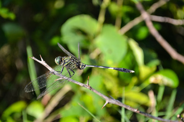 Green marsh hawk dragonfly or slender skimmer