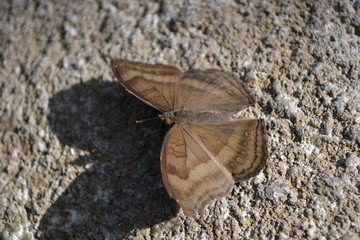 butterfly on stone