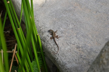 lizard