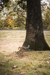 squirrel running with food, Autumn and autumn leaves