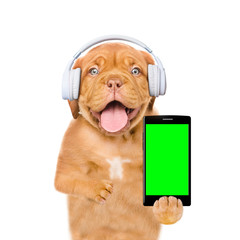 Funny puppy listening wireless music with headphones and showing smartphone with empty screen. Isolated on white background