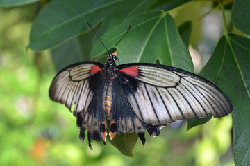 butterfly on leaf