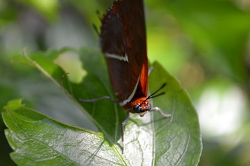 butterfly on a leaf