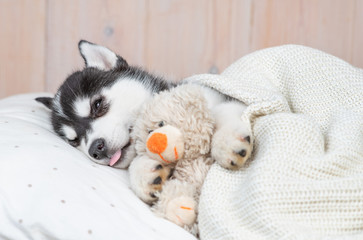 Sleeping Siberian Husky puppy hugging toy bear on pillow under blanket at home