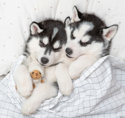 Two Siberian Husky puppies sleep together with toy bear on pillow under blanket at home. Top view