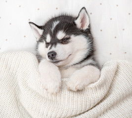 Sleeping Siberian Husky puppy sleep on pillow under blanket at home. Top view