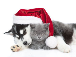 Sleepy Siberian Husky puppy in red santa hat hugging british kitten. isolated on white background