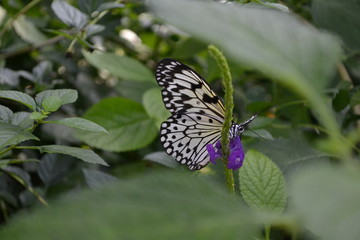 butterfly on flower