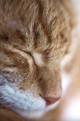 Fototapeta premium cat sleeping on bed