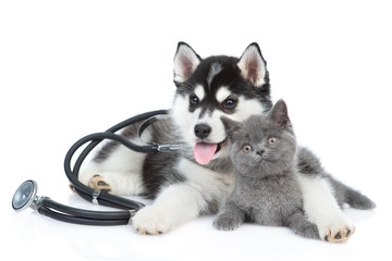 Siberian Husky puppy with stethoscope on his neck hugging british kitten. isolated on white background