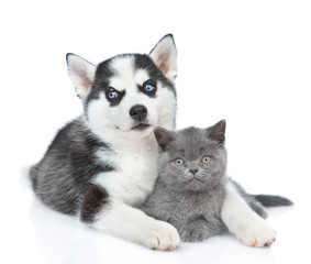 Obraz premium Siberian Husky puppy hugging british kitten and looking at camera together. isolated on white background