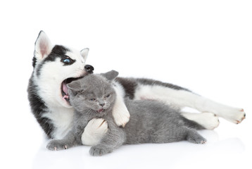 Playful Siberian Husky puppy embracing kitten and bitting her head. isolated on white background